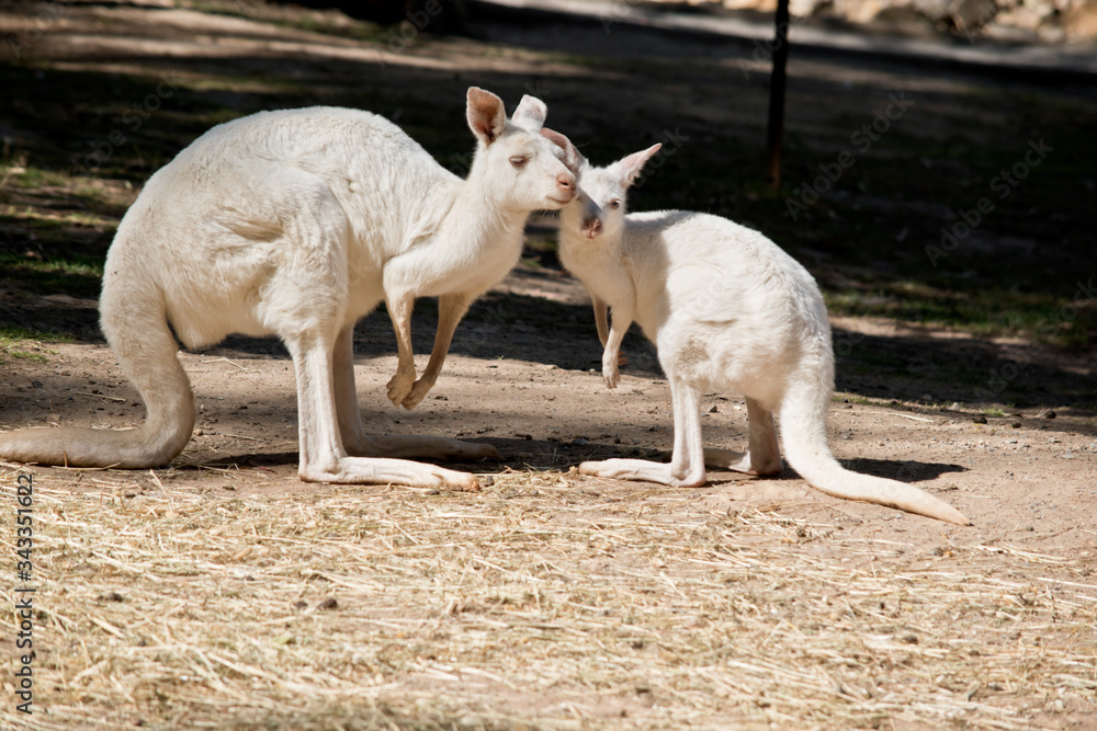 this is a mother kangaroo with her joey this is a mother kangaroo with her joey