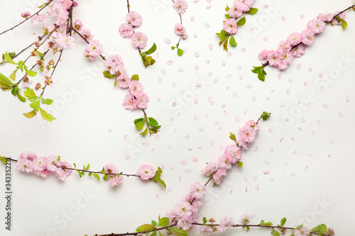 Beautiful blossoming branches and petals on white background