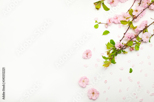 Beautiful blossoming branches and petals on white background