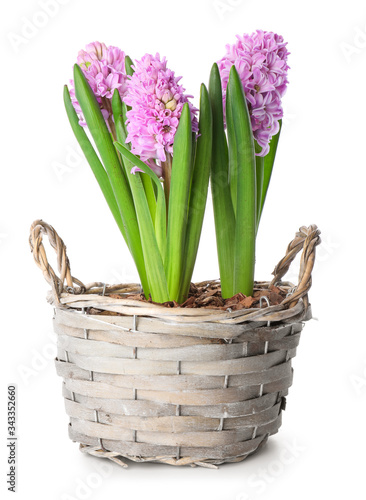 Beautiful hyacinth plants on white background