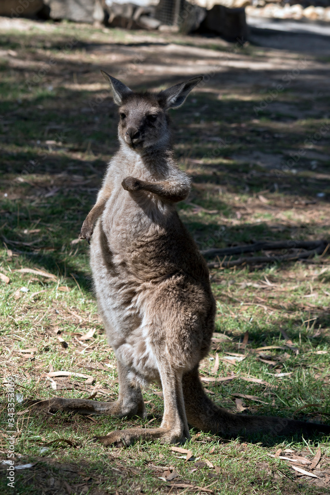 this is a joey western grey kangaroo