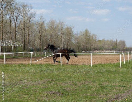 horse runs in a paddock in nature