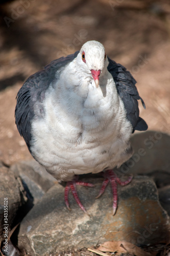 the white headad pigeon is on a perch on rocks © susan flashman