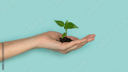 Obraz na plátně Seedling green sprout of cucumber with leaves in a yellow pot on a blu background