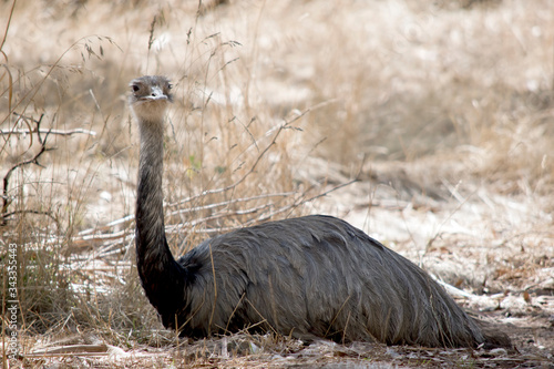 the rhea is lying on the ground resting