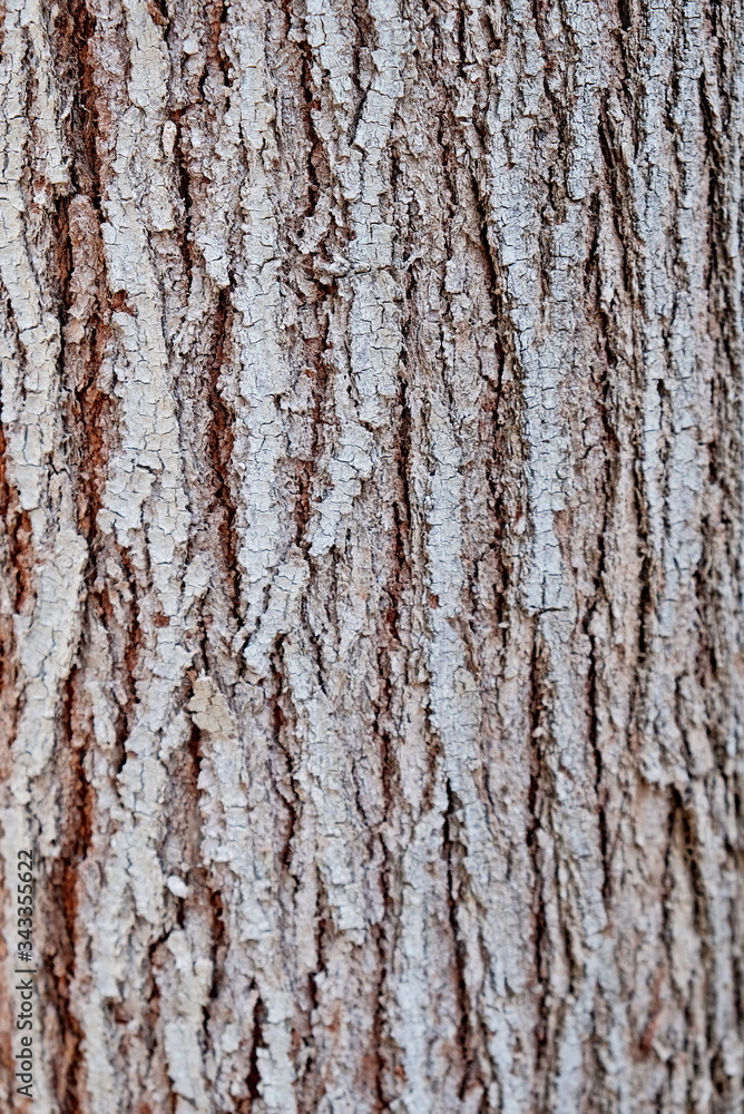 Obraz premium Tree trunk. Bark of tree. Texture