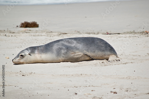 this is a sea lion pup on the beach at Seal Bay