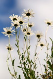 group of daisies reaching towards the blue and white sky, dreamy summer feeling concept 