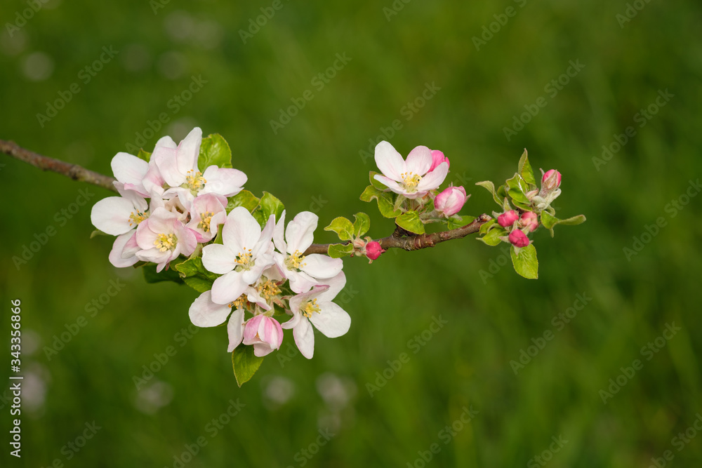 White pink apple tree flowers White pink apple tree flowers