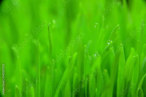 Close-Up of Cats & Dogs Grass Against Blurred Background.