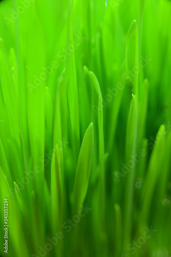 Close-Up of Cats & Dogs Grass Against Blurred Background.