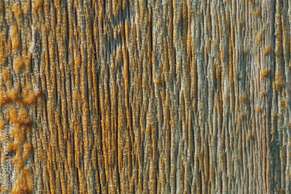 wood structure close-up, wood background, wood processing from corrosion wood structure close-up, wood background, wood processing from corrosion