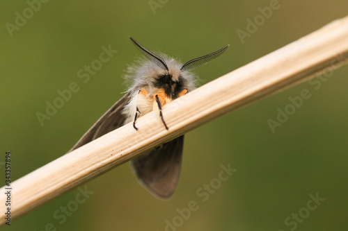 A stunning male Muslin Moth, Diaphora mendica, perched on a plant in springtime. photo