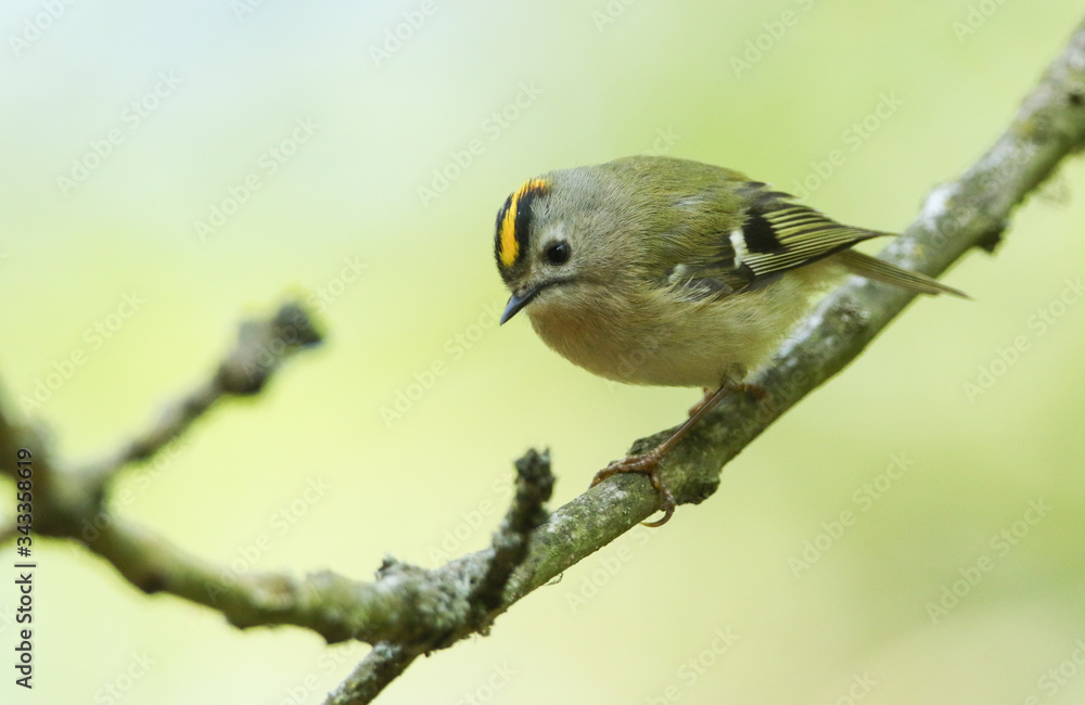 Obraz premium A Goldcrest, Regulus regulus, perching on a branch of a tree in spring. It is trying to attract a mate.