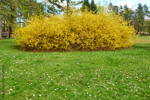 Photos Forsythia is a genus of flowering plants in the olive family Oleaceae