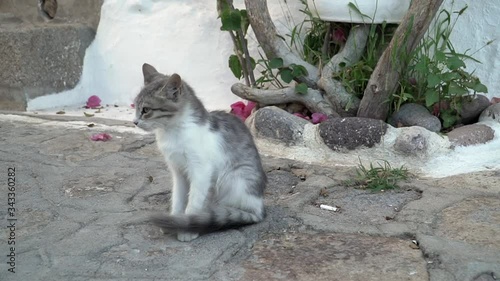 A cute little cat at the beautiful greek island of Patmos. This clip can be used in travel videos, documentaries and much more. It was shot with a Sony a6500 and a 18-105mm lens. photo