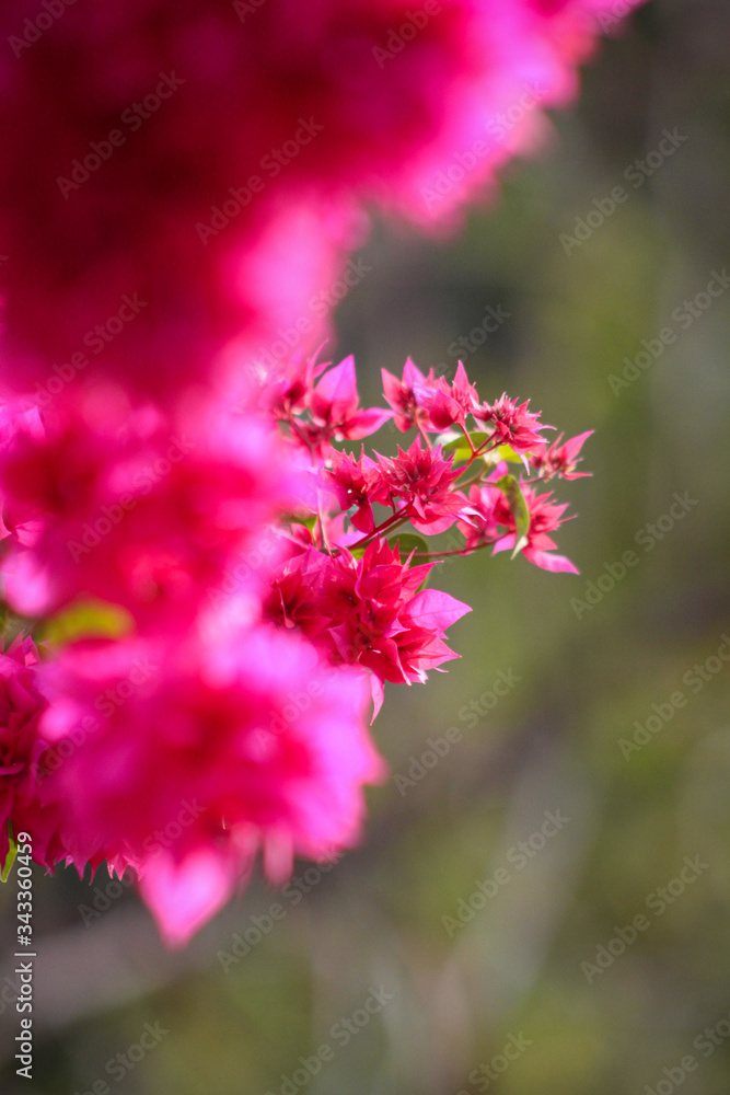 close up of pink flowers close up of pink flowers