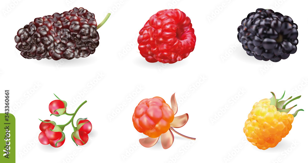 Berries realistic set with mulberry, red and yellow raspberry, stone bramble  berry, cloudberry and blackberry. 3d isolated vector illustration. Stock  Vector