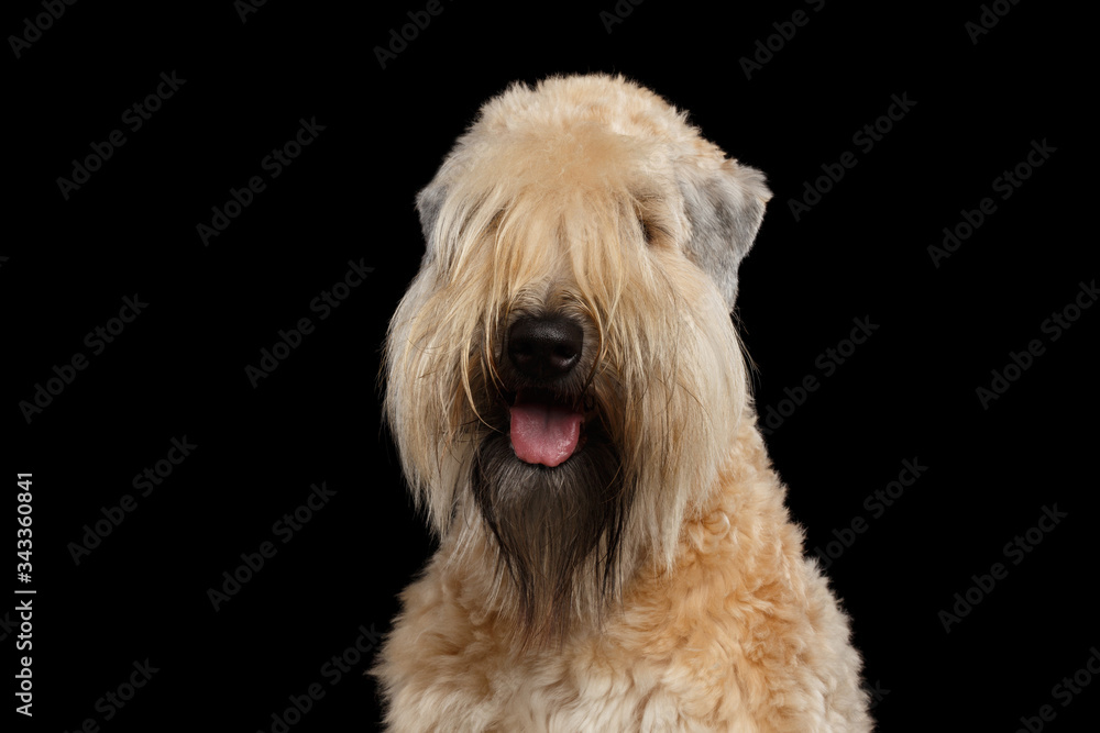 Portrait of Irish Soft Coated Wheaten Terrier on Isolated Black Background
