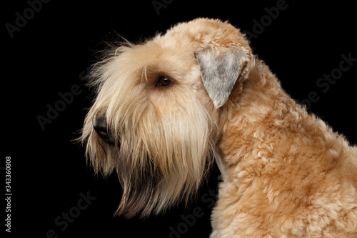 Portrait of Irish Soft Coated Wheaten Terrier on Isolated Black Background, Profile view