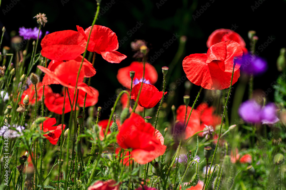 Obraz premium summer meadow with red poppies