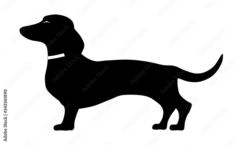 dachshund standing side pose