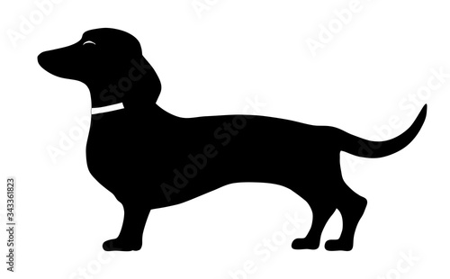 dachshund standing side pose