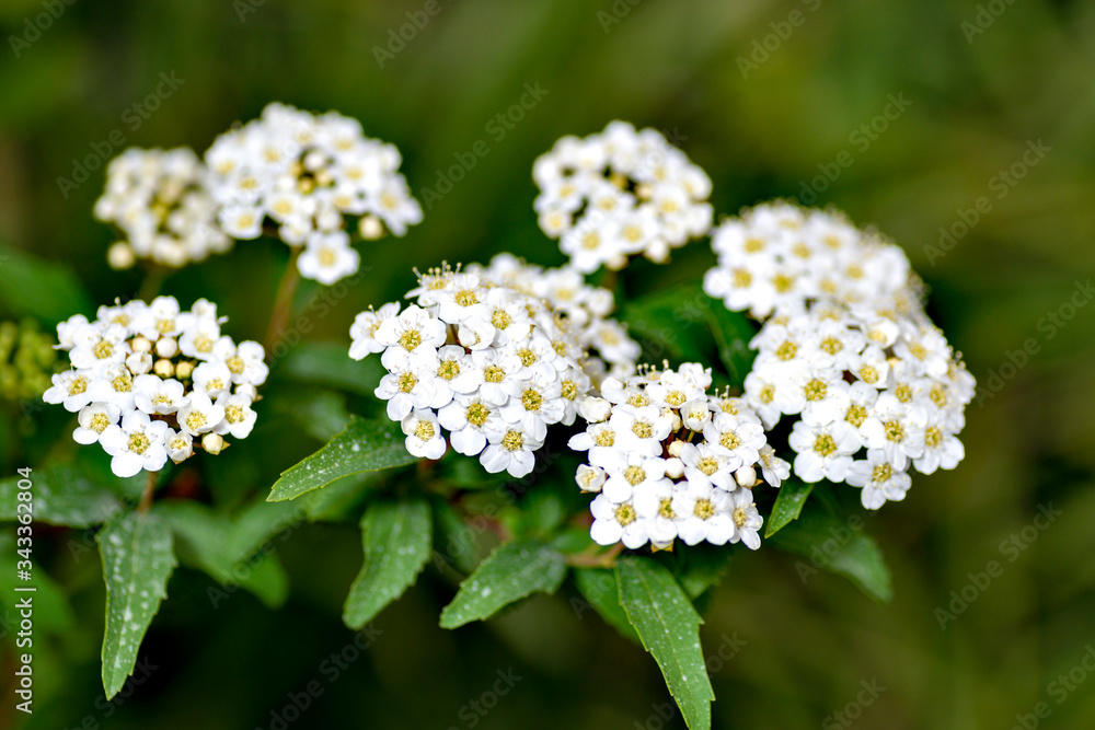 Reeves spirea (Spiraea cantoniensis) in full blooming in Japan 