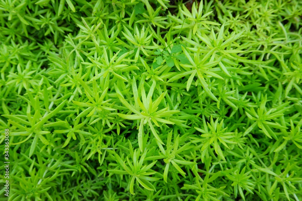 Sedum lineare is called carpet Sedum. Sedum lineare is called carpet Sedum.
