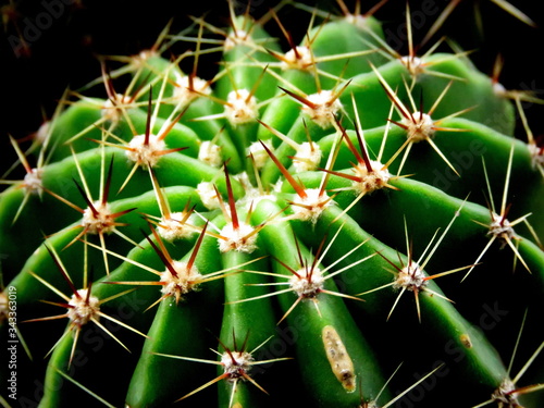 Close up image of cactus.