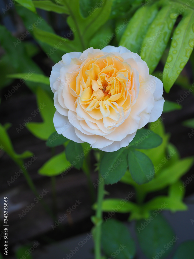 The beautiful roses in my garden bloom in the morning sun. The beautiful roses in my garden bloom in the morning sun.