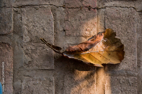 autumn leaves on a wooden background
