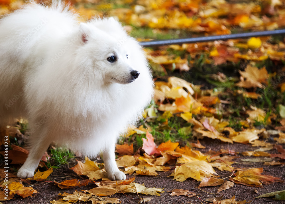 Beautiful White Japanese Pomeranian walks in the Park in autumn