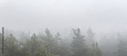 Billede på lærred Foggy Autumn colorful Deciduous Forest