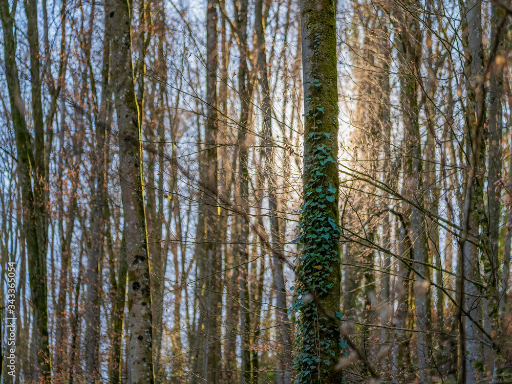 Obraz premium arcane illuminated forest scenery