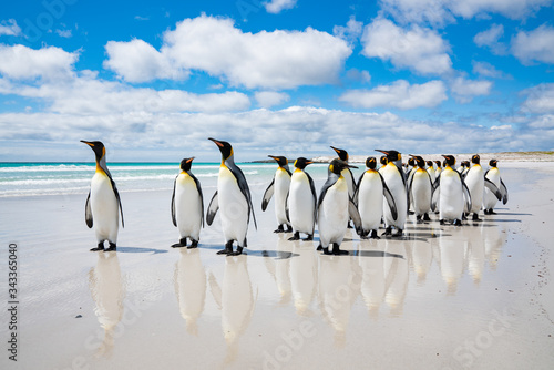 ペンギンの群れ フォークランド諸島,ボランティアポイント,Earththeater