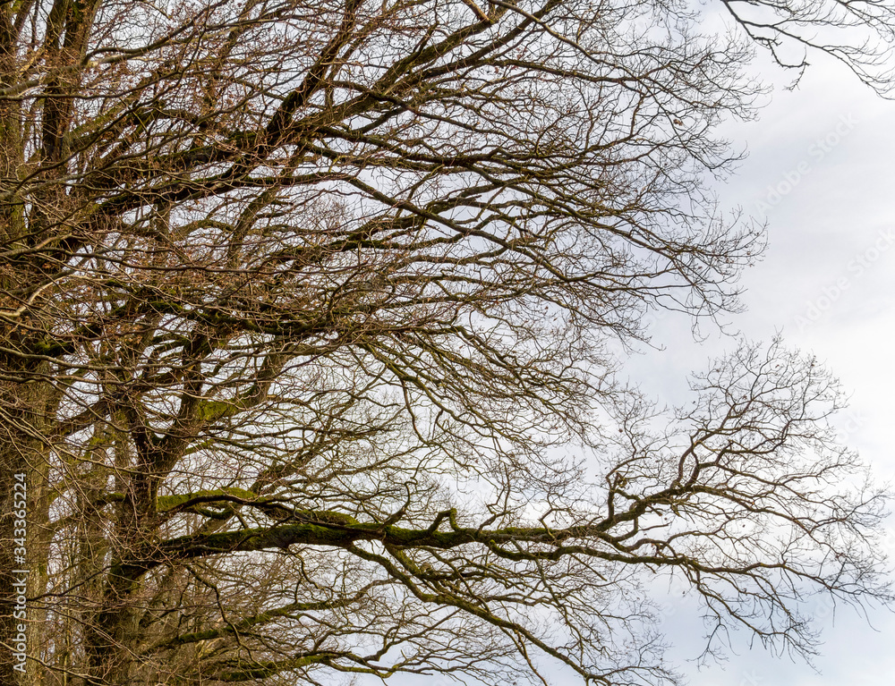 natural forest detail natural forest detail