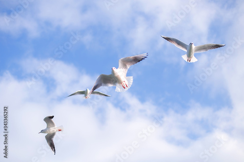 Beautiful seagulls flying high in the blue sky with clouds © Denys