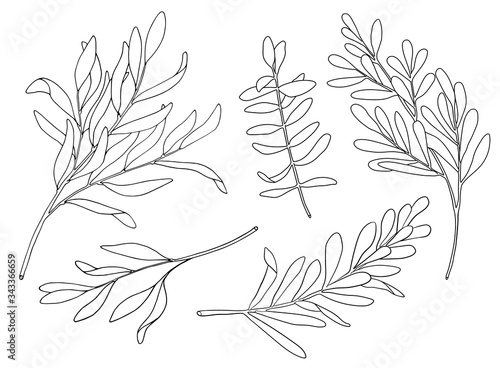 Tea tree leaf outline vector set. Hand drawn botanical doodle sketch of Melaleuca. Black and white medicinal plant. Eucalyptus herb illustration for cosmetics, package, essential oil, coloring book.