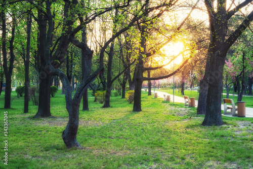 sunny summer park with trees and green grass © Nickolay Khoroshkov