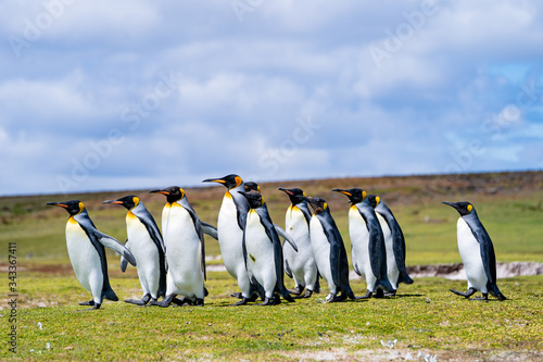 ペンギンの群れ,フォークランド諸島,ボランティアポイント,Earththeater