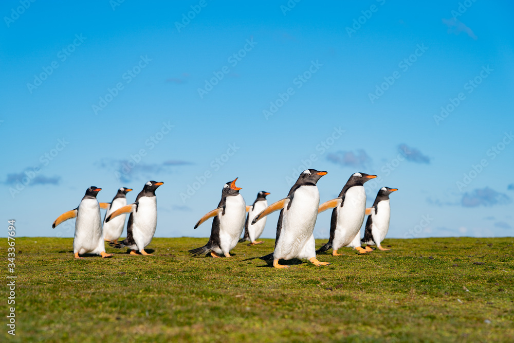 Obraz premium ペンギンの群れ,フォークランド諸島,ボランティアポイント,Earththeater