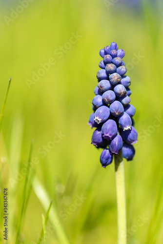 Tableau de muscari