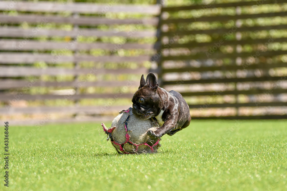 Obraz premium ドッグランで遊ぶボストンテリア