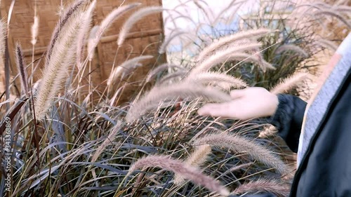 Woman hand play grass flowers in morning while flower in front camera panning