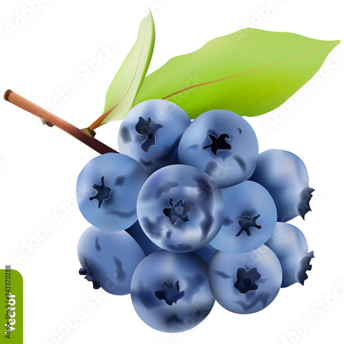 Branch of fresh blueberries on isolated background. 3d realistic vector illustration of berries.