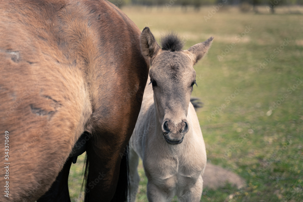 Fototapeta premium The foal and mare run in the meadow