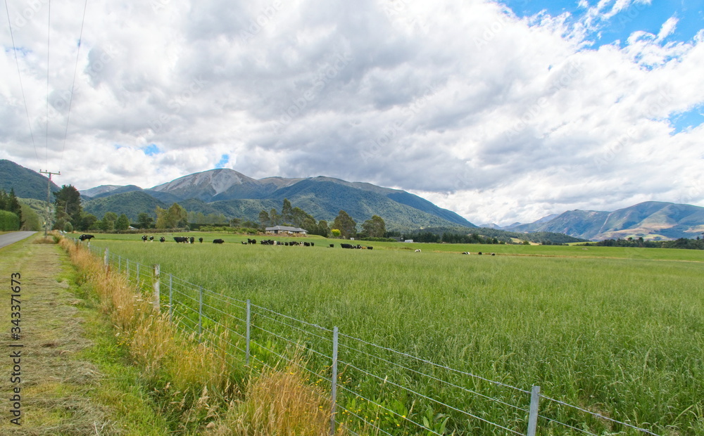 Dairy Farm Near Methven South Island NZ