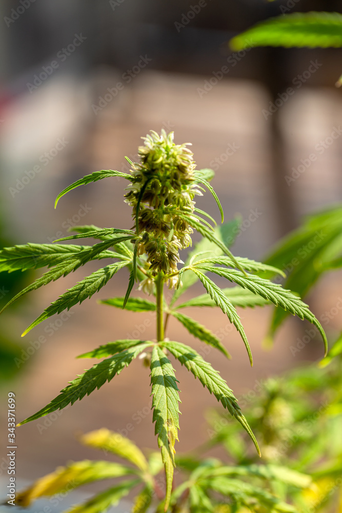 Detail of cannabis cola with visible hairs and leaves on flowering . Blooming Marijuana plant with early white Flowers, cannabis sativa leaves, marihuana Detail of cannabis cola with visible hairs and leaves on flowering . Blooming Marijuana plant with early white Flowers, cannabis sativa leaves, marihuana