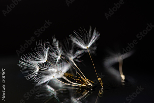 dandelion seeds close up